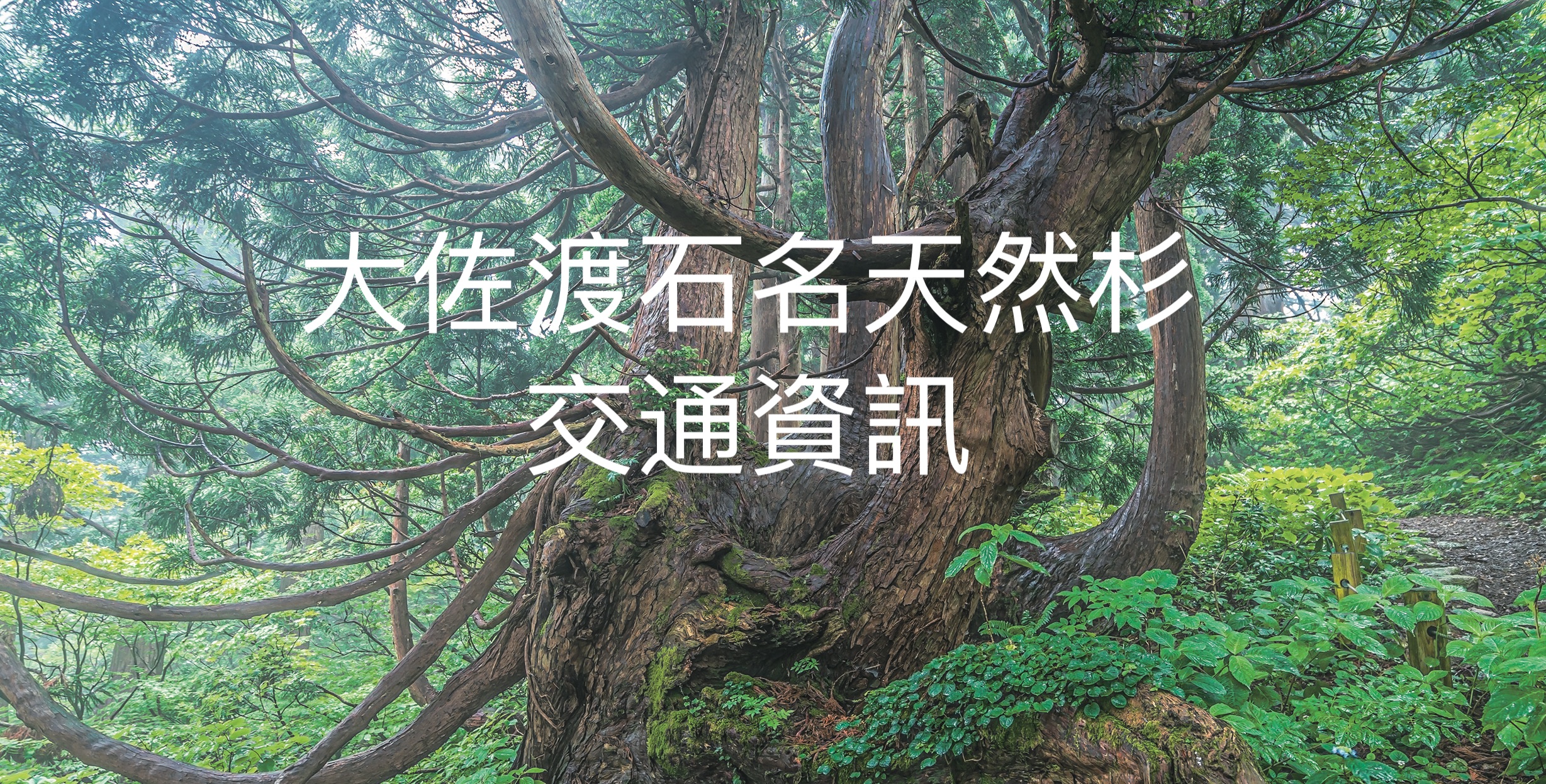 大佐渡石名天然杉（和木－石名線）交通資訊