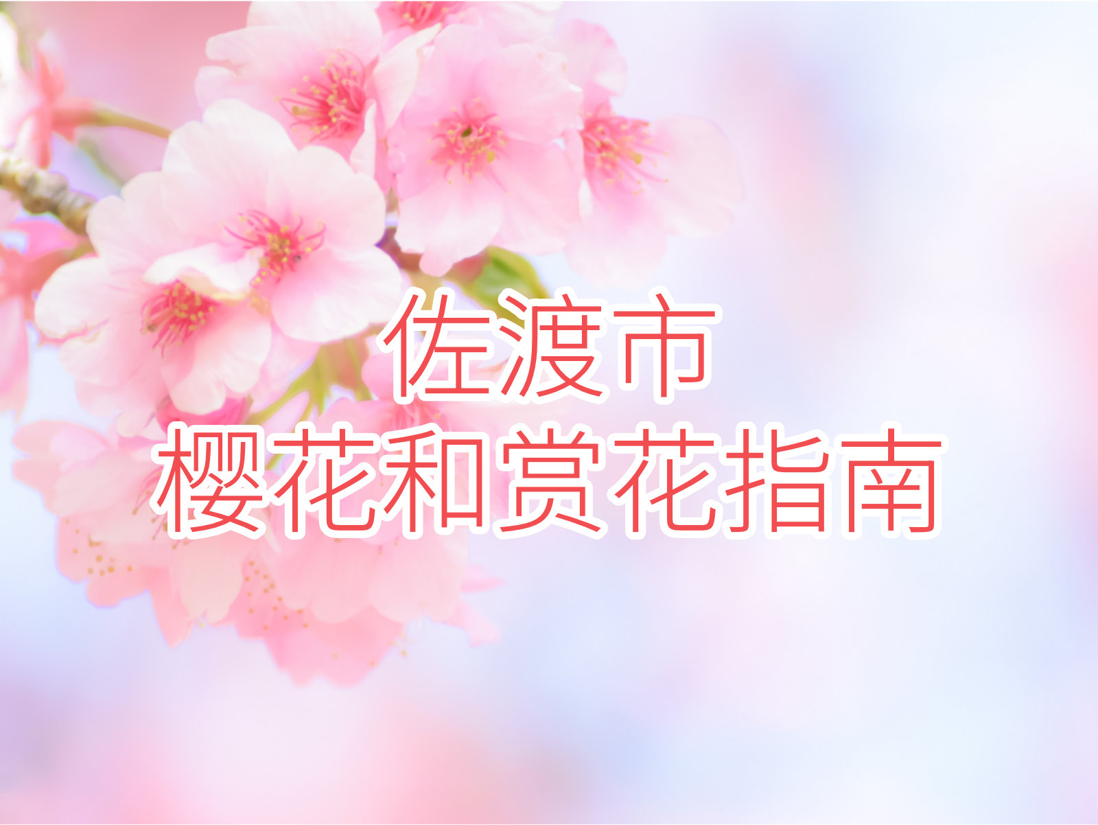 佐渡市樱花和赏花指南