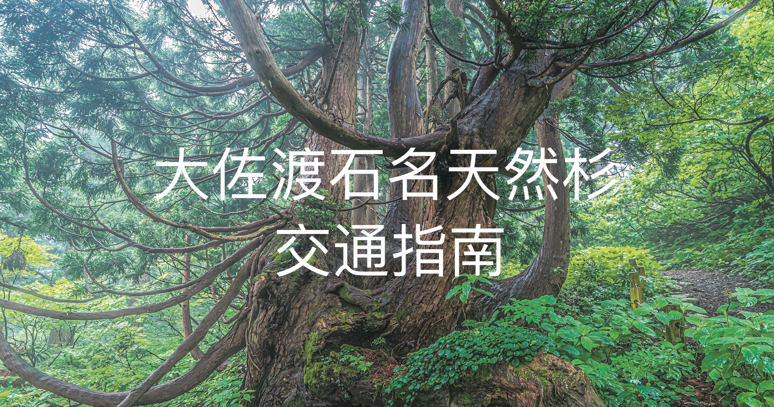 大佐渡石名天然杉（和木－石名线）交通指南