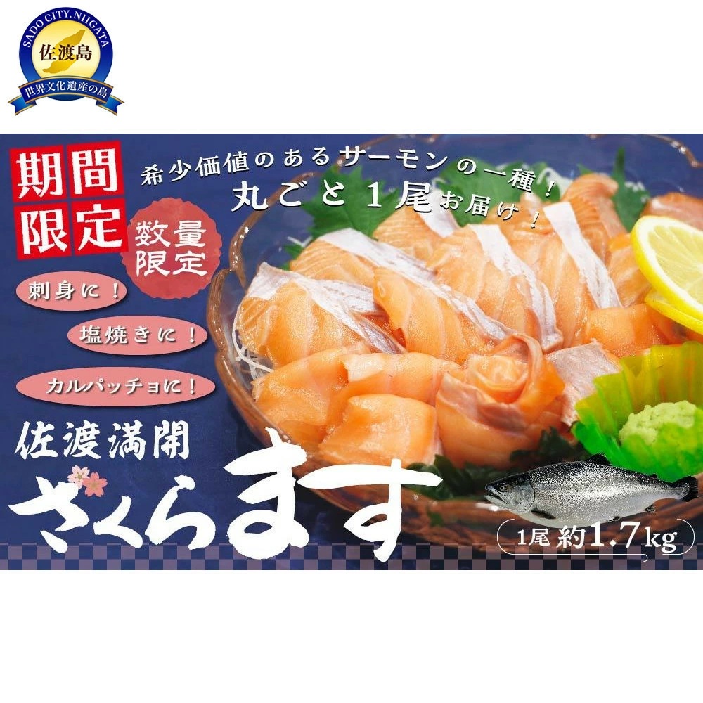 ≪激うま！期間限定！≫佐渡沖で育ったブランドサーモン「佐渡満開さくらます」【佐渡市ふるさと納税】