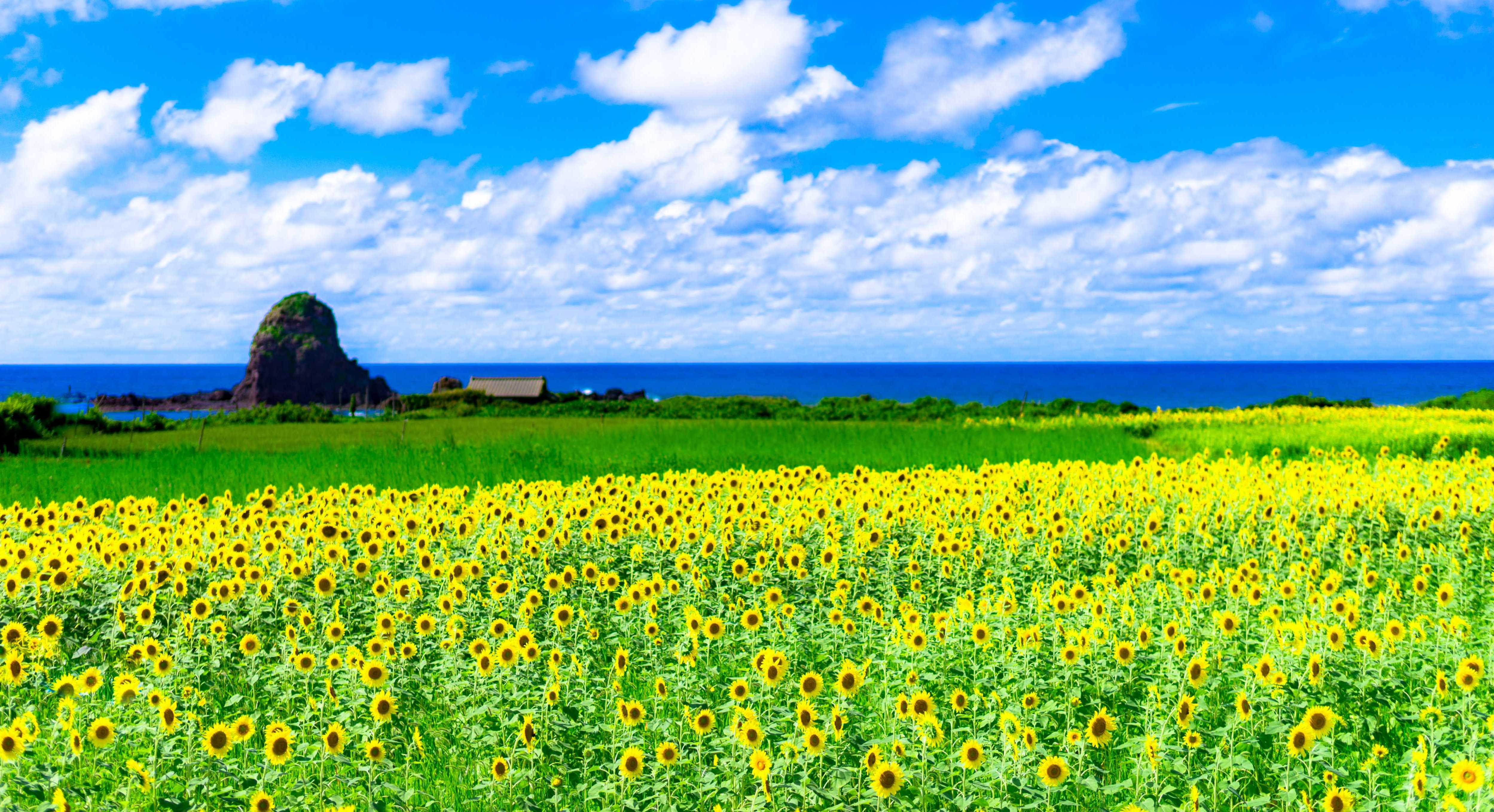 ひまわり咲く夏の島