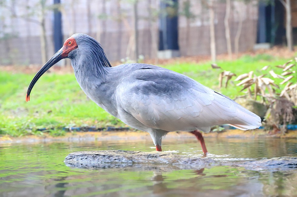 トキの森公園