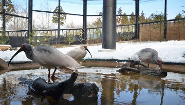 トキの森公園