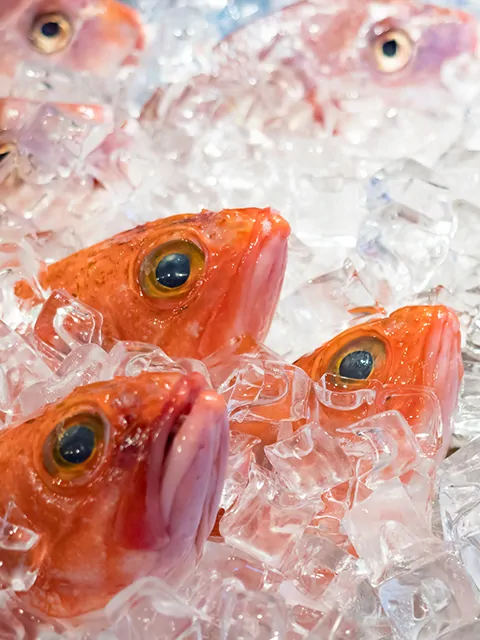 新鮮な魚介
