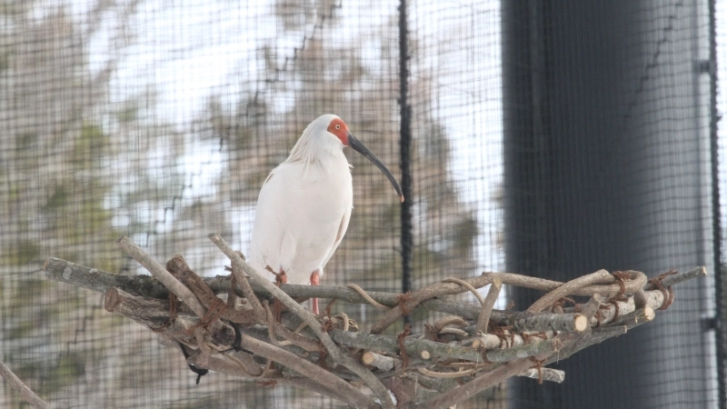 トキの森公園